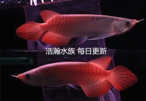 魚缸包邊制作教程視頻全集（魚缸包邊制作教程視頻全集大全） 水族問答