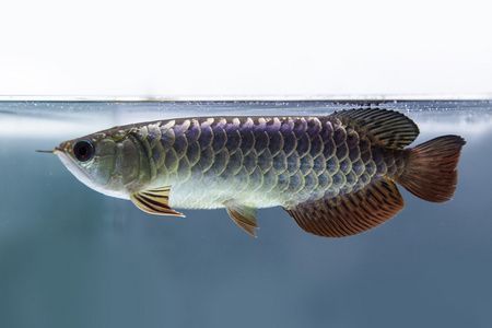 黑龙江宝泉岭农垦喜洋洋鲜花水族馆