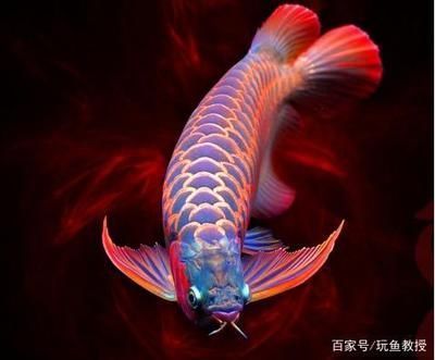 進口魚缸水泵品牌排行榜前十名（進口魚缸水泵品牌排行榜前十名） 泰龐海蓮魚