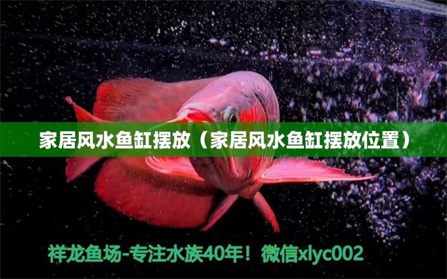 品質最好的紅龍魚品種圖片欣賞（品質最好的紅龍魚品種圖片欣賞大全） 魚缸凈水劑