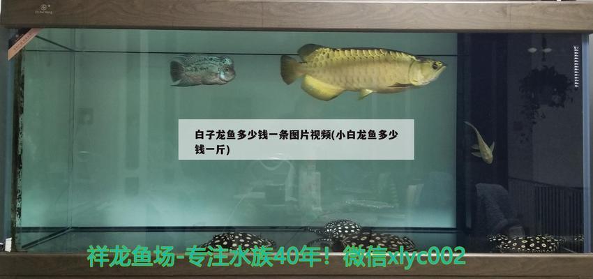 昆明魚缸清洗服務電話是多少（昆明魚缸清洗服務電話是多少號）