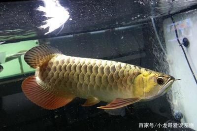 廣州觀賞魚(yú)展會(huì)時(shí)間（廣州觀賞魚(yú)展會(huì)時(shí)間表）