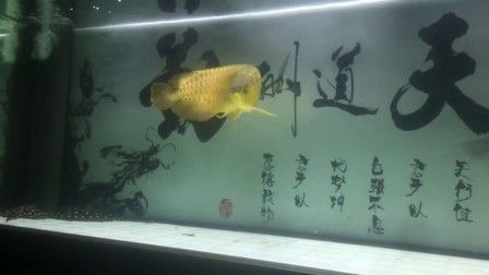 這魚(yú)有什么病