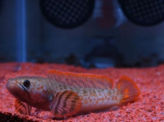 A Detailed Guide to <strong><mark>arowana</mark></strong> in Gorenjska: Location, Distribution, Business Hours, Products, and More