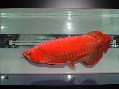 龍魚(yú)吃的（龍魚(yú)吃的小魚(yú)怎樣消毒） 龍魚(yú)疾病與治療