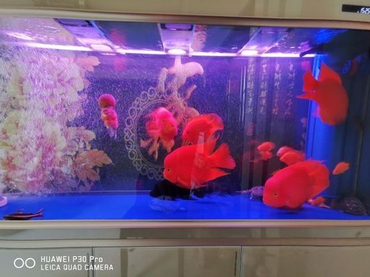 吳忠市利通區(qū)浪花水族館（浪花水族食品官網(wǎng)）