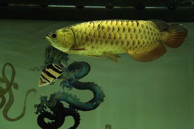 紫金縣城藍(lán)之星水族館（紫金藍(lán)灣地址）