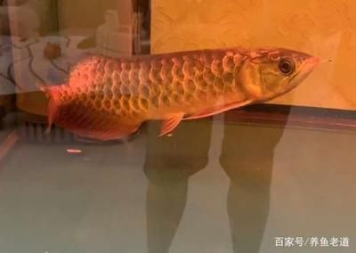 紅龍魚怎樣養(yǎng)上色快一點呢視頻（紅龍魚怎樣養(yǎng)上色快一點呢視頻教程）