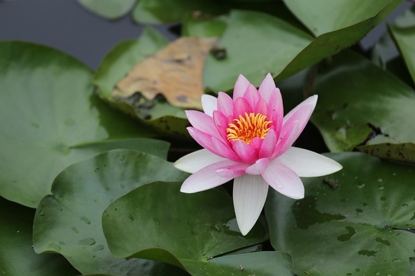 古典過(guò)背金龍魚(yú)用什么燈光好（古典過(guò)背金龍魚(yú)用什么燈光好看）