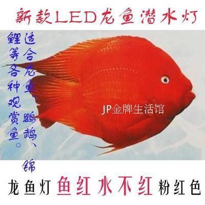 浙江有雷龍魚嗎（浙江有雷龍魚嗎圖片） 祥龍水族醫(yī)院