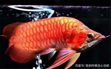 魚的尾巴像什么：魚的尾巴像什么比喻句