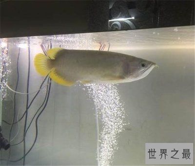 南寧觀賞魚(yú)市場(chǎng)櫻花蝦和鮑魚(yú)螺蜜蜂角螺都死了？