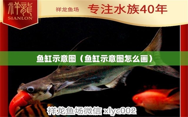 西龍魚(yú)缸官網(wǎng)地址（西龍魚(yú)缸官方電話）