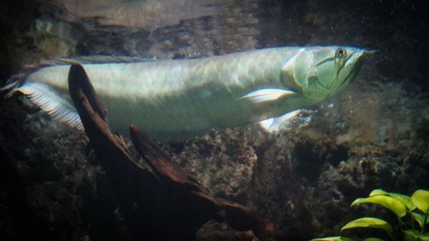 1.6米魚(yú)缸造景（1.5米魚(yú)缸造景） 觀賞魚(yú)市場(chǎng)（混養(yǎng)魚(yú)）