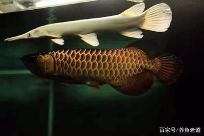 揚(yáng)州魚缸品牌有哪些公司代理（揚(yáng)州魚缸品牌有哪些公司代理的）