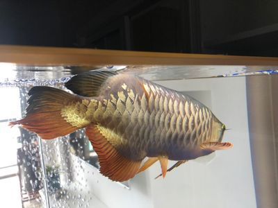 成都哪里可以定制魚缸燈泡（成都哪里可以定制魚缸燈泡的）