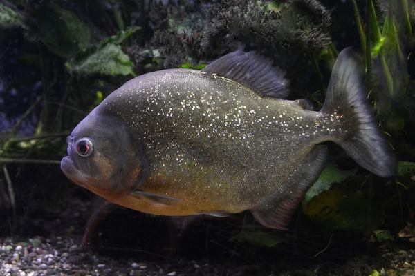 金龍魚是哪里的品種魚(金龍魚是什么地方產(chǎn)的)