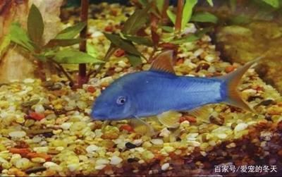 臺州魚缸售后維護(hù)電話號碼查詢（臺州魚缸售后維護(hù)電話號碼查詢地址）