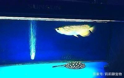 樂(lè)山市魚(yú)游水族有限公司（樂(lè)山市魚(yú)游水族有限公司電話）