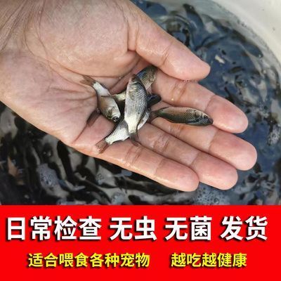 龙鱼能喂冻小鱼吗vs祥龙鱼场：冷冻小鱼对龙鱼的影响，如何自制龙鱼饲料