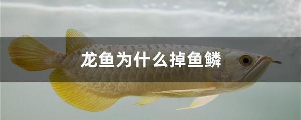 紅龍魚(yú)發(fā)色用燈15000k和6700k：紅龍魚(yú)發(fā)色時(shí)，使用15000k和6700k兩種不同波長(zhǎng)的燈光 紅龍魚(yú)百科 第2張