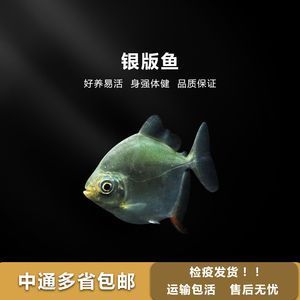 清潔魚(yú)缸的螺螄圖片：清潔魚(yú)缸的螺螄圖片大全