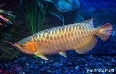 銅山區(qū)靜靜水族用品店（銅山區(qū)靜靜水族用品店地址）