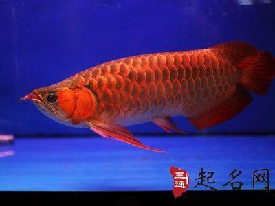 廣州市從化江埔年年有魚(yú)水族店（順德年年有漁）