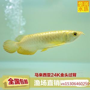 戰(zhàn)船魚為什么很少人養(yǎng)（戰(zhàn)船魚的壽命最長能活多少年）