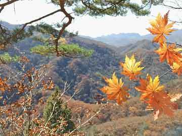 紅龍魚(yú)怎么養(yǎng)體型好看視頻教程（紅龍魚(yú)怎么養(yǎng)體型好看視頻教程全集）