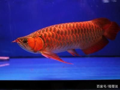 銀川水族批發(fā)市場買龍魚可以嗎多少錢一條（銀川水族批發(fā)市場買龍魚可以嗎多少錢一條）