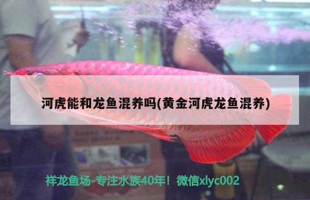 金龍魚喂紅蟲好嗎：紅龍魚喂金魚好嗎