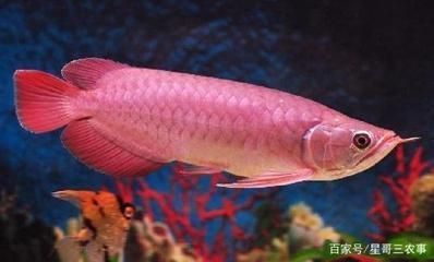 孟定晴晴水族馆（孟定清水）