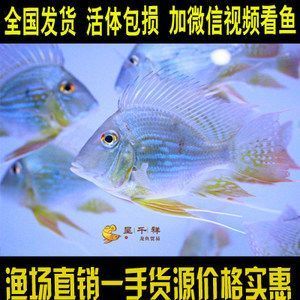 阜陽哪里賣魚缸造景石的(阜陽哪里有賣水缸的) 福滿鉆魚