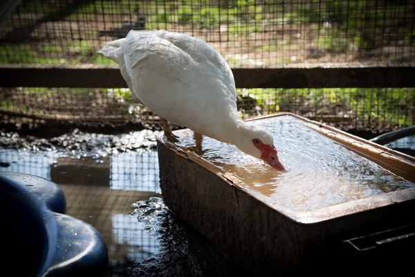 上海市崇明区玲云水族宠物商店（上海市崇明区玲云水族宠物商店地址）