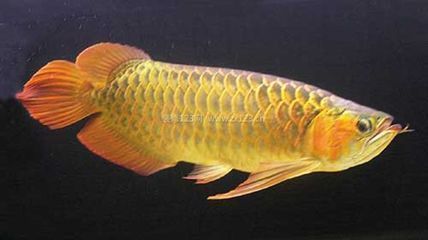 靈川縣花容魚貌水族店（靈川縣花容魚貌水族店地址） 全國水族館企業(yè)名錄