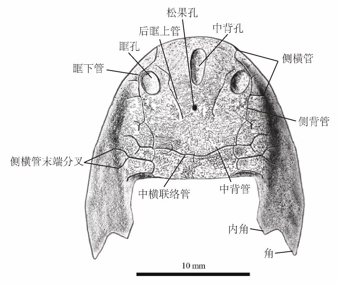 又一古魚化石被發現 重慶，你還是太全面了！