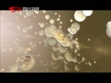 万万没想到 《万万没想到》 20150916 神奇的彝族火把节（下）