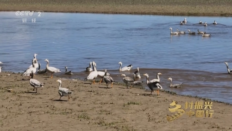 《乡村振兴中国行》第三季 20250228 与自然共生 让生态更美