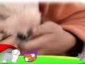 狗狗日记 第69天 狗狗的体温高