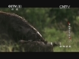 动物世界 《动物世界》 20141023 不好惹的大块头（二）