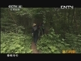 远方的家 百山百川行 第七十六集 探寻秦岭生物宝库《远方的家》 20130805