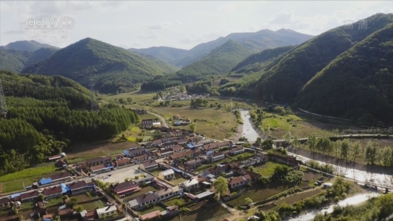 《我的村庄和我》 20221119 深山藏着林下宝