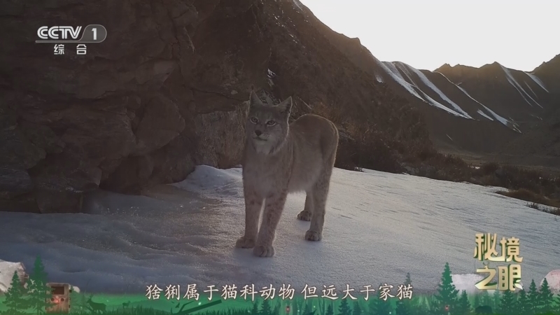 《秘境之眼》 猞猁 20260505