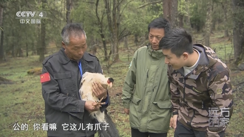 《远方的家》 20251212 中国自然秘境 峡谷森林的奇妙旅程