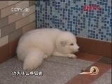 生财有道 《生财有道》 20111228 赵红芳的狐狸经