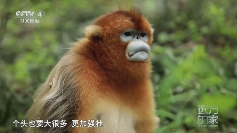 远方的家 《远方的家》 20250120 秘境之旅 绿色山野的神奇奥秘