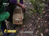 生财有道 《生财有道》 20171026 咱们家乡有特产（秋收系列）——松茸：生财的山中之宝