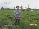 生财有道 《生财有道》 20130603 招财的山野猪
