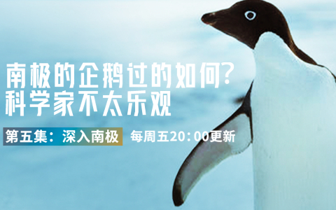 南极的企鹅过的如何？科学家不太乐观